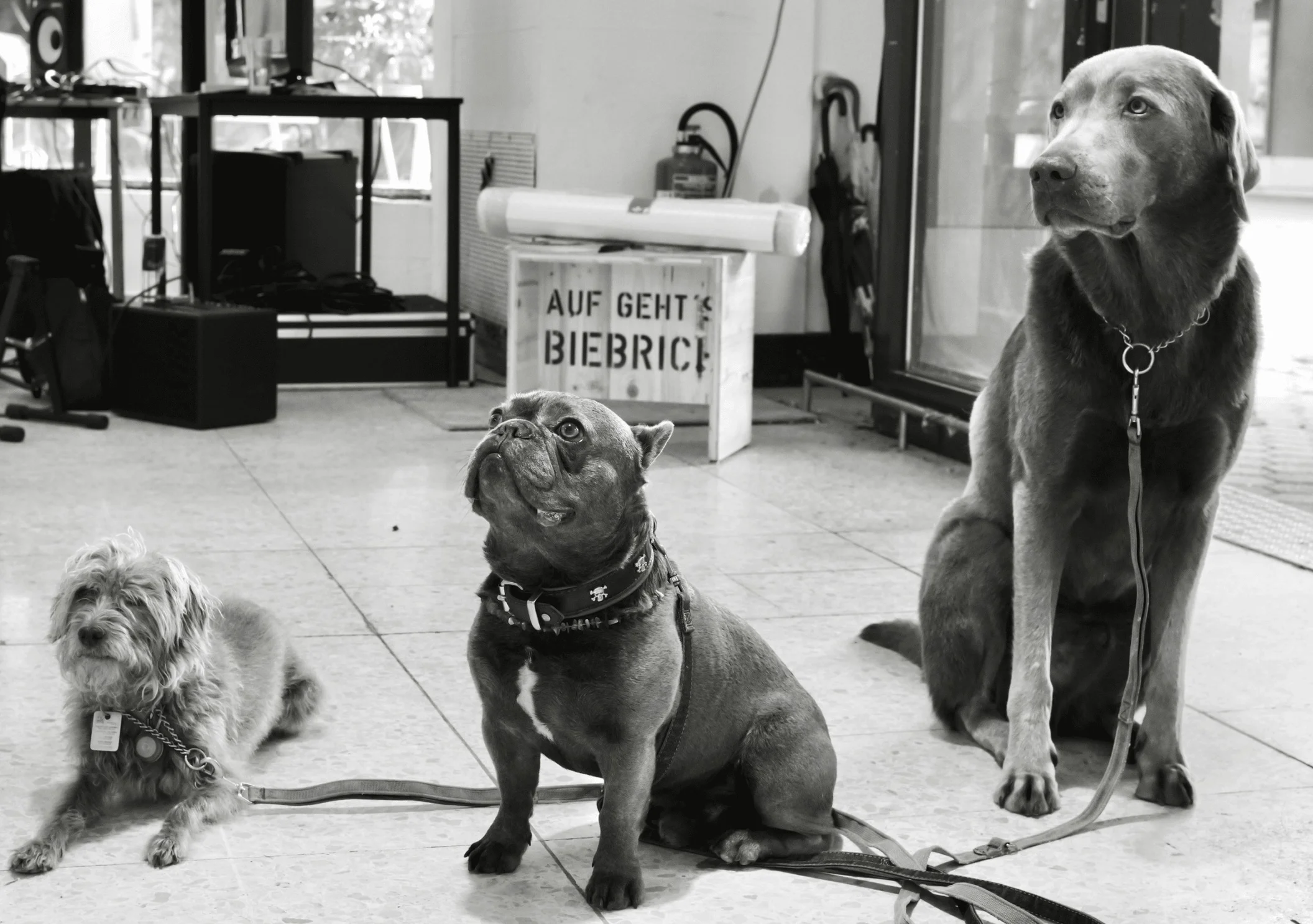 Schwarz-Weiß-Foto: drei Hunde sitzen vor der Kiste „Auf geht’s Biebrich“ im KulturKaufHaus